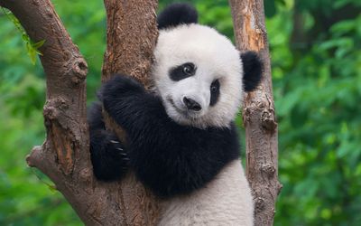 5 Arti Mimpi Melihat Panda Menurut Primbon Jawa, Pertanda Keberuntungan?