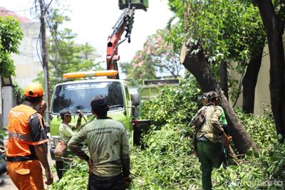 Tamhut Jakarta Pusat Lakukan Perawatan Rutin Pohon Pelindung di 8 Kecamatan