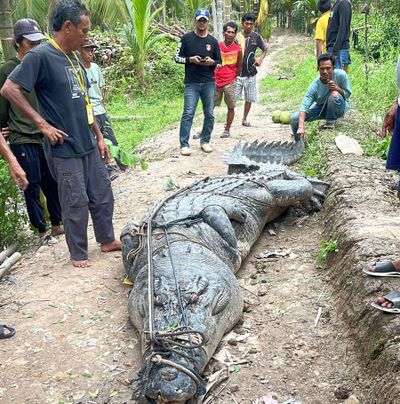 Buaya  Seberat Hampir 1 Ton Ditemukan di Sungai Inhil