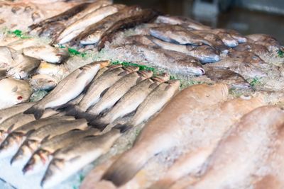 TPI Kendari Akhirnya Berbenah, Langkah Revitalisasi Pasar Ikan yang Hidupkan Napas Ekonomi Laut