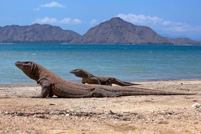 Mitos Pulau Komodo: Saat Manusia dan Biawak Jadi Saudara
