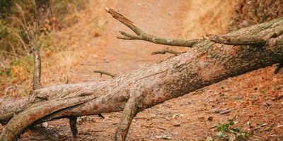 Pohon Tumbang Blokir Akses Jalan Tanggari-Tondano