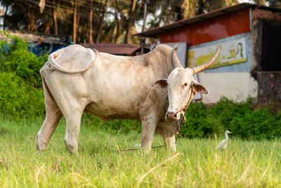 5 Arti Mimpi tentang Sapi Menurut Islam, Pertanda Baik atau Buruk?