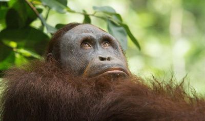 Kuliah Umum Kedokteran UGM : Peneliti Ungkap Tiga Parasit yang Menyerang Orang Utan, Gajah, dan Komodo