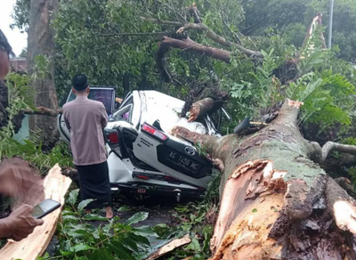 Hujan Deras dan Angin Kencang Sebabkan Pohon Tumbang di Kota Malang