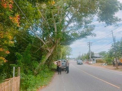 Cegah Bahaya di Jalan, Satlantas Aceh Utara Tindaklanjuti Aduan Warga Soal Pohon Miring