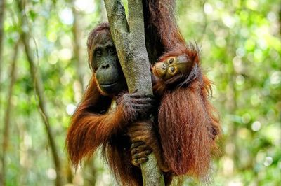 5 November Peringati Hari Cinta Puspa dan Satwa Nasional, Ini Makna dan Sejarahnya!