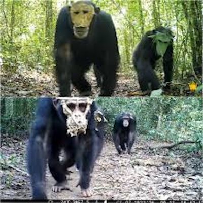 Viral Simpanse Bermasker di Kongo: Fakta Aneh atau Sekadar Tipuan Digital?