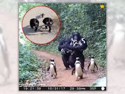 Usut yang Lagi Viral, Simpanse Menjinakkan Penguin di Kongo?