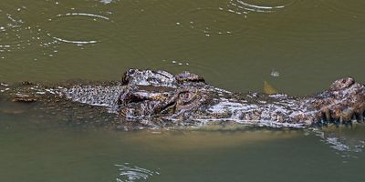 Buaya Muncul di Dermaga Kawasan, Pemkot Manado Keluarkan Larangan