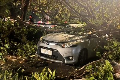Pohon Tumbang Timpa Mobil Melintas di Makassar, DLH Soroti Proyek Drainase Tanpa Koordinasi