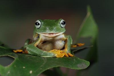 5 Arti Mimpi Tentang Katak Menurut Primbon Jawa, Pertanda Apa Ya?