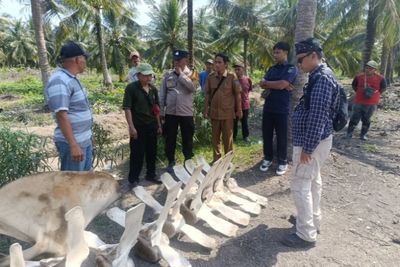 Pemkab Amankan Temuan Tulang Belulang Diduga Biota Laut di Tanjab Barat