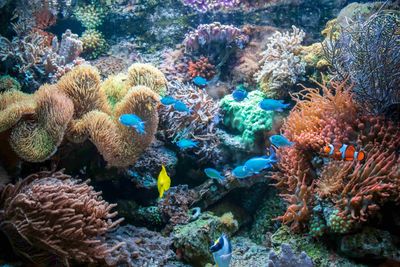 Mau Liburan ke Wakatobi? Catat Waktu Terbaiknya!