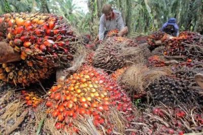 Harga Sawit Kaltim Melemah, Pemprov Dorong Petani Perkuat Kemitraan Pabrik