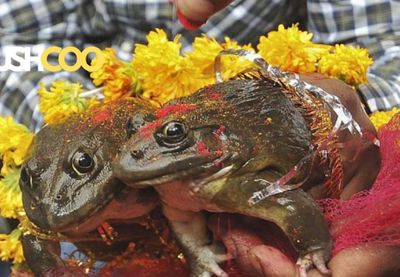 Pernikahan Katak di India, Ritual Unik di India untuk Penguasa Hujan Dewa Indra