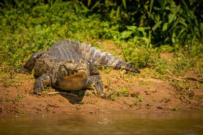 5 Arti Mimpi Digigit Buaya Menurut Primbon Jawa, Pertanda Bahaya?