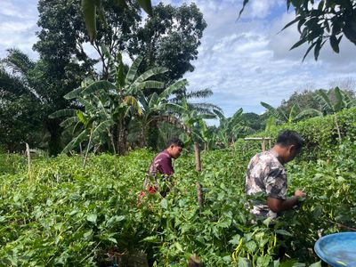Lapas Nunukan Panen Cabai Perdana, Sukses Jalankan Pembekalan WBP Keterampilan Pertanian