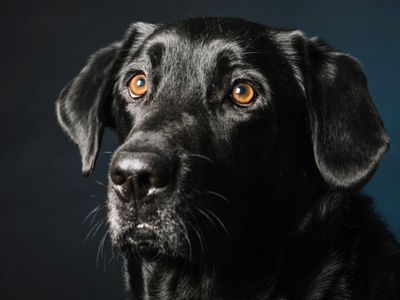 Pesugihan Anjing Hitam: Misteri Kaya Mendadak dan Suara Tangisan Tengah Malam di Desa Mendiro