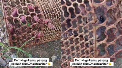 Pasang Jebakan Tikus, Cewek Ini Kaget Karena Tikus yang Tertangkap Malah Melahirkan