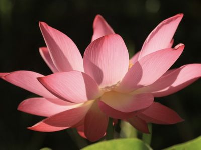 17 Ide Nama Saluran WhatsApp Pecinta Bunga Teratai yang Estetik dan Bikin Adem