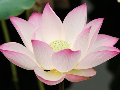 17 Ide Nama Saluran WhatsApp Pecinta Bunga Teratai Dalam Bahasa Inggris yang Aesthetic