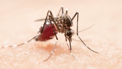Peningkatan Kasus Demam Berdarah Dengue di Indonesia: Mengidentifikasi Penyebab dan Solusi