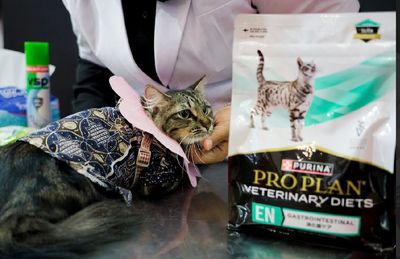 5 Cara Mudah Bikin Hewan Peliharaan Selalu Sehat dan Terhindar dari Penyakit