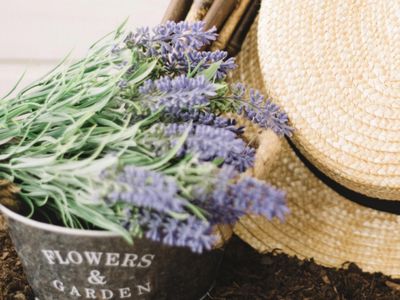 17 Ide Nama Toko Bunga Lavender dalam Bahasa Inggris yang Aesthetic dan Bikin Branding Makin Kuat