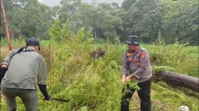 Operasi Besar! Polisi Temukan 26 Titik Ladang Ganja di Gayo Lues