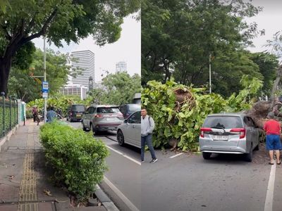 Brak! Viral Pohon Tumbang di Senayan Jaksel Timpa Mobil, Untungnya Tak Ada Korban