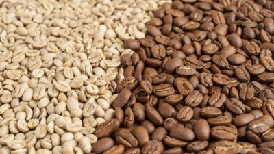 Menjelajahi Dua Jenis Biji Kopi: Arabica vs. Robusta