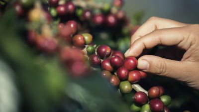 Transformasi Kopi Indonesia: Dari Kolonialisme Hingga Identitas Budaya