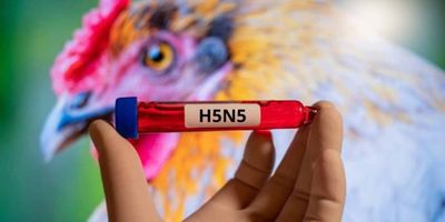 Mengejutkan! Flu Burung H5N5 Pertama Pada Manusia Terdeteksi di Washington
