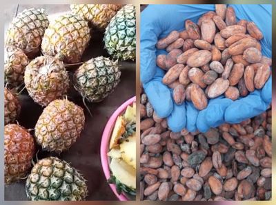 DKPP Nunukan Dorong Olahan Kakao dan Nanas Jadi Produk Unggulan Daerah