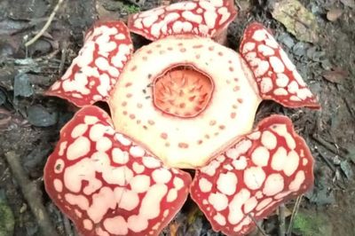 Rafflesia Hasseltii, Bunga Langka yang Ditemukan setelah 13 Tahun Pencarian