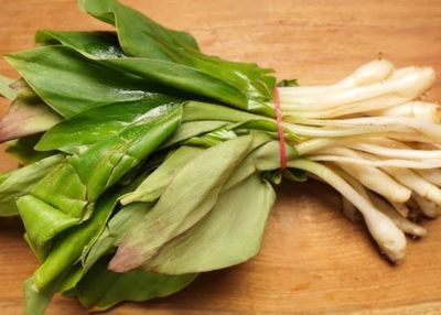 10 Manfaat Daun Kencur untuk Kesehatan, Khasiatnya Luar Biasa!
