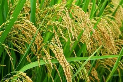 Produksi Padi dan Beras Jambi 2025 Meningkat Signifikan