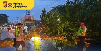 Jalan Medan–Banda Aceh Sempat Lumpuh Gara-gara Pohon Tumbang, Polisi dan Warga Langsung Evakuasi