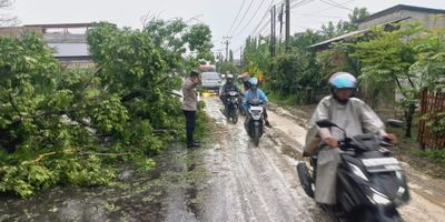 Akses Jalan Lumpuh Akibat Pohon Lapuk Tumbang, Polsek Dewantara Turun Tangan
