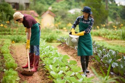 6 Langkah Budidaya Pertanian yang Benar, Petani Muda Wajib Tahu!
