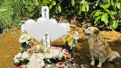 Setia Hingga Akhir, Anjing Ini Tak Bisa Menahan Kesedihan Saat Majikannya Meninggal Dunia