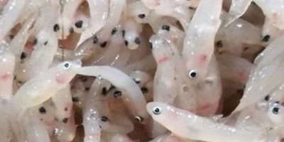 Rahasia Dari Kenikmatan Ikan Mungil dari Air Tawar, Ikan Nike