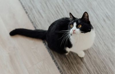 Kucing Berak di Depan Pintu Rumah Pertanda Apa? Ini Penjelasan Ilmiah dan Mitos yang Banyak Dipercaya