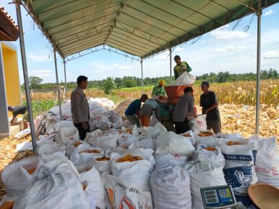 Polres Serang Panen Jagung Kuartal IV Seluas 5 Hektar