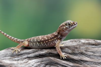 5 Arti Mimpi Kejatuhan Cicak Menurut Primbon Jawa, Pertanda Buruk?