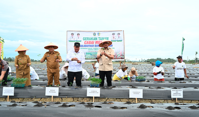 Tanam Cabai Bareng Petani, Bobby Mantapkan Program Ketahanan Pangan Sumut