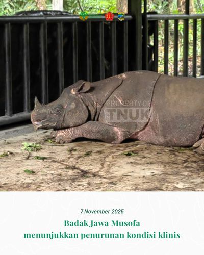Musofa Badak Jawa Mati saat Ditranslokasi