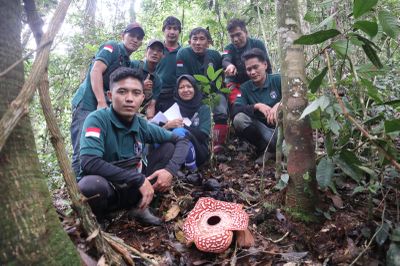 Rafflesia Tumbuh dan Mekar Dekat Permukiman Warga di Krayan