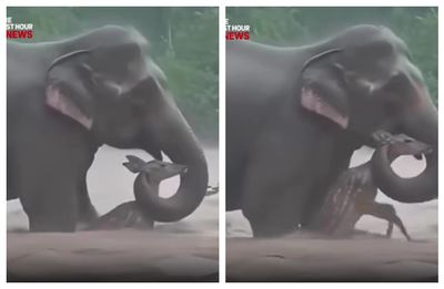 Video Viral Gajah Selamatkan Rusa saat Banjir: Menyentuh Tapi Ternyata...